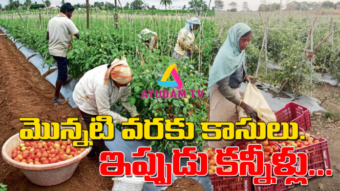 tomato price ayudam tv